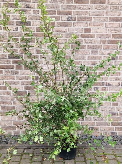 Eingriffeliger Weißdorn (Crataegus monogyna) 150-175 cm C12, mehrtriebiger Strauch im Container mit grünem Laub.
