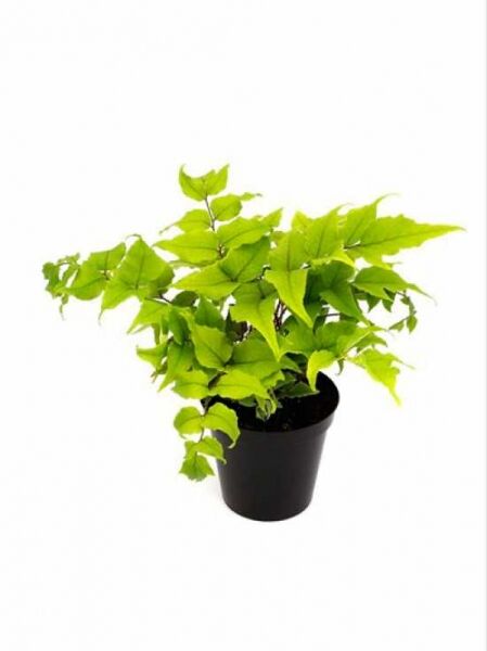 Fortuneis-Sichelfarn (Cyrtomium falcatum var. clivicola) im schwarzen Kulturtopf, grüne gefiederte Wedel, P9