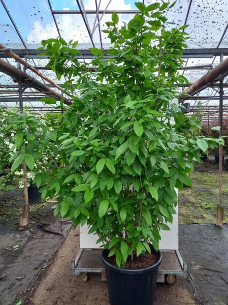 Gewürzstrauch 'Aphrodite' (Calycanthus floridus 'Aphrodite') 300–350 cm, im Topf C110, mehrtriebiger Strauch mit grünem Laub.