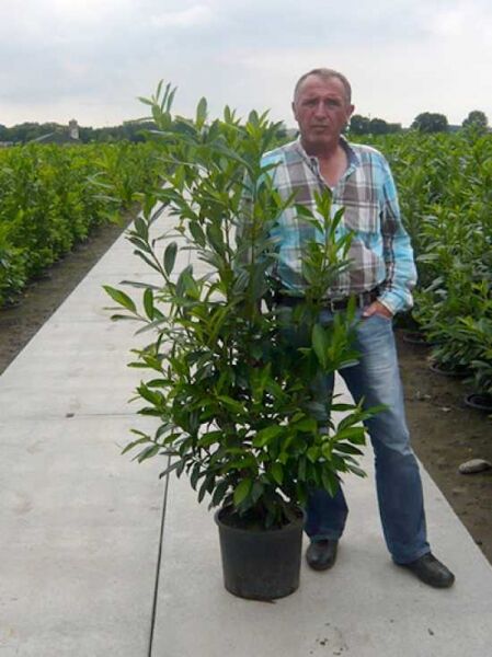 Kirschlorbeer 'Caucasica'  / Kirschlorbeer 'Caucasica' 