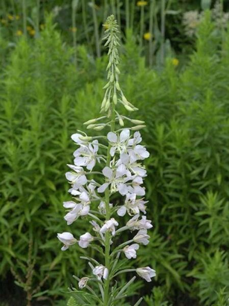 Weißes Weidenröschen / Epilobium angustifolium f. albiflorum