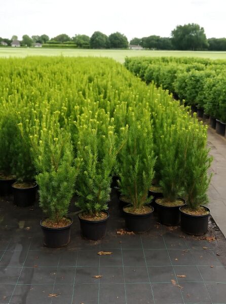 Taxus media 'Hillii', männliche Becher-Eibe 'Hillii' 60-80 cm C4, mehrtriebige Pflanzen im Topf mit dichtem, grünem Nadelwerk