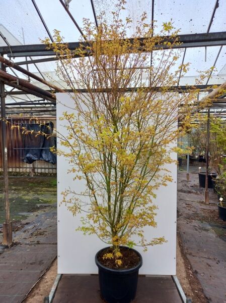 Japanischer Fächer-Ahorn Acer palmatum 'Ueno-yama' 200-250 cm C80, mehrstämmiger Ahorn im Topf mit feinem Laub