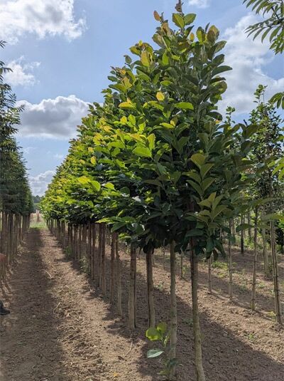 Große Stern-Magnolie (Magnolia loebneri 'Merrill') Hochstamm 12-14 StU mit durchgehendem Stamm und dichtem Laubkranz.