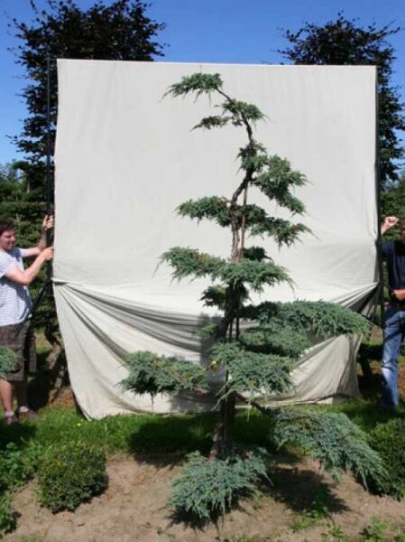 Garten-Bonsai (306138) / Juniperus squamata 'Blue Carpet' H: 240 cm B: 140 cm