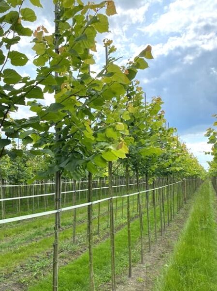 Tilia platyphyllos / Sommer-Linde Hochstamm 8-10 StU m. B., Jungbaum mit Stamm und grünen Blättern im Bestand