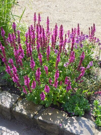 Steppen Salbei 'Rose Marvel' / Salvia nemorosa 'Rose Marvel'