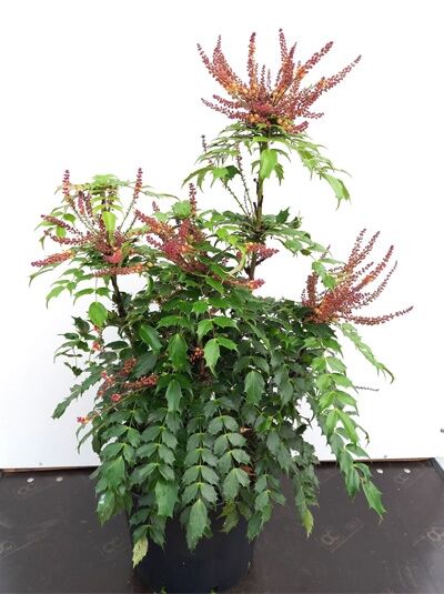 Trauben-Stechpalme Mahonia nitens ’Cabaret‘, buschiger Strauch im Topf mit dunkelgrünem Laub und roten Blütenrispen, 60–80 cm C20