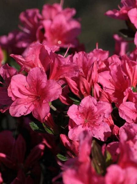 Japanische Azalee 'Tootsie' / Rhododendron nakaharai 'Tootsie'