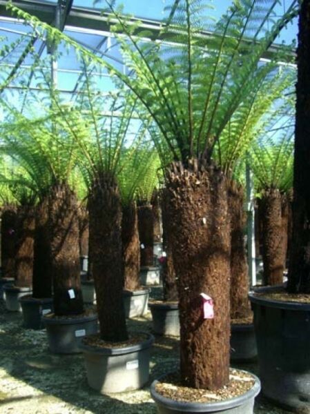 Baumfarn / Australischer Taschenfarn / Baumfarn / Australischer Taschenfarn