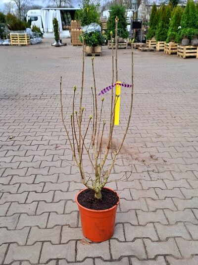 Syringa vulgaris 'Olivier de Serres' – Gartenflieder/Edelflieder, mehrtriebiger Strauch im C3-Topf, 50–60 cm, ohne Laub und Blüten.