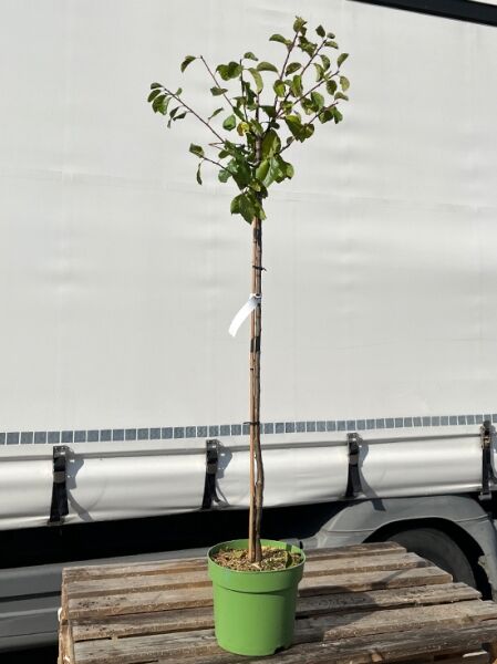Prunus domestica 'Monsieur Hâtif' / Pflaume 'Monsieur Hâtif' Halbstamm C7 im Topf mit Stamm und belaubter Krone