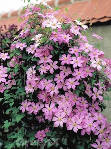 Clematis Hybride 'Madame Baron Veillard' / Waldrebe 'Madame Baron Veillard'