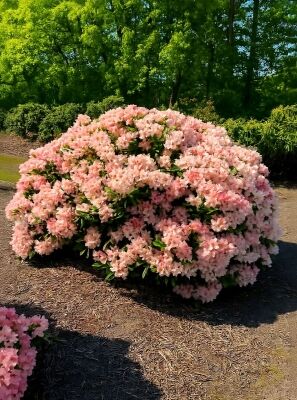 Rhododendron 'Marrakesch' - Rhododendron yakushimanum 'Marrakesch'