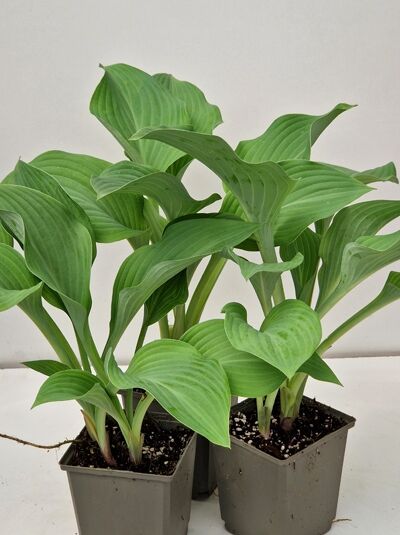 Herzblatt-Lilie 'Krossa Regal' (Hosta nigrescens 'Krossa Regal') im P11-Topf, grüne, lanzettliche Blätter in Horstform.