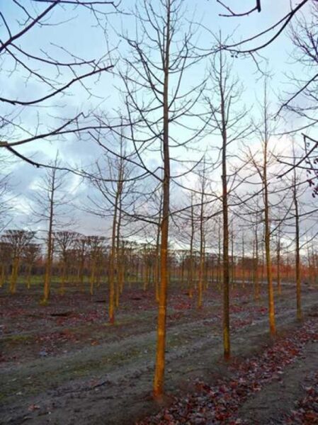 Tilia europaea 'Euchlora' / Krim-Linde