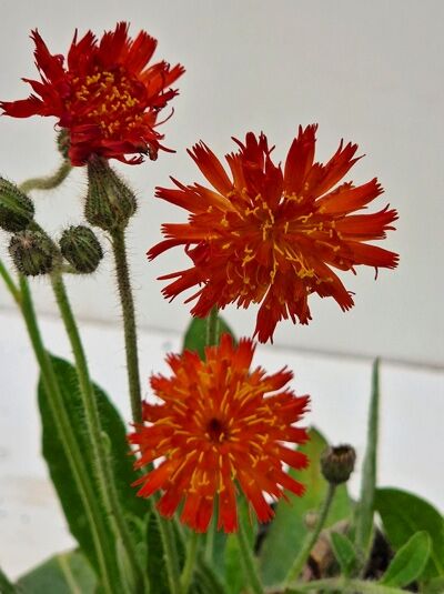 Rotes Bastard-Habichtskraut / Hieracium x rubrum