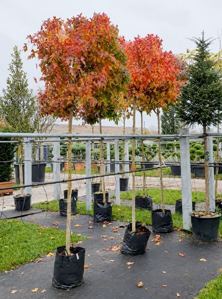 Kugelamberbaum 'Gum Ball' - Liquidambar styraciflua 'Gum Ball'
