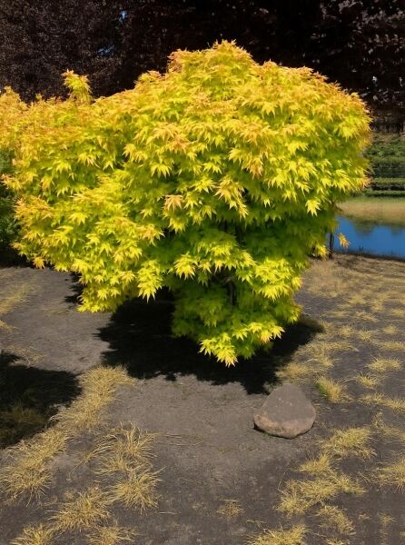 Japanischer Ahorn (Acer palmatum) 'Orange Dream', Solitär mit gelbgrünem, fächerförmigem Laub, ca. 175–200 cm hoch.
