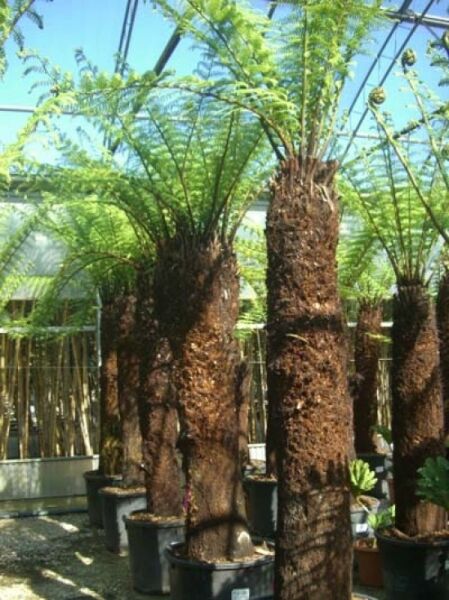 Baumfarn / Australischer Taschenfarn / Baumfarn / Australischer Taschenfarn