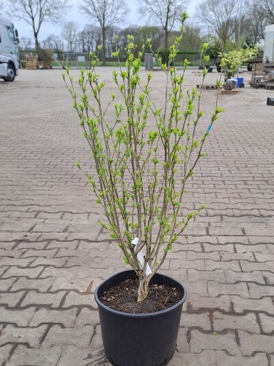 Garten-Eibisch 'Magenta Chiffon' ®  / Garten-Eibisch 'Magenta Chiffon' ® 