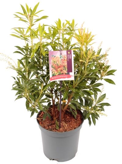 Japanische Lavendelheide 'Flaming Silver' / Pieris japonica 'Flaming Silver'