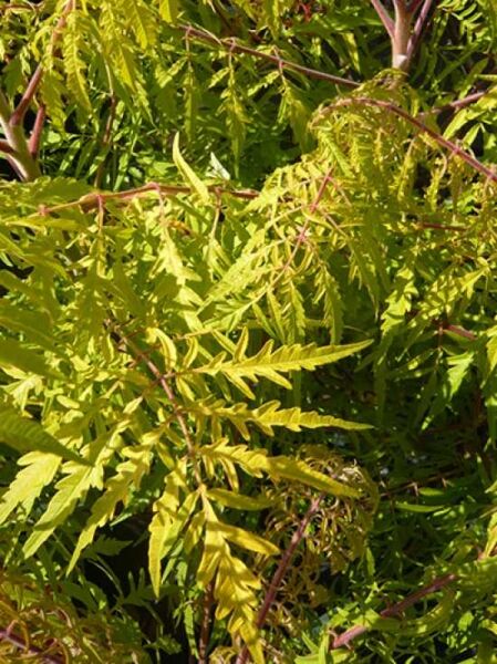 Gelbgrüner Essigbaum 'Tiger Eyes ®' / Rhus typhina 'Tiger Eyes ®'