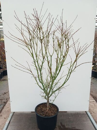 Fächer-Ahorn 'Jerre Schwartz' / Acer palmatum 'Jerre Schwartz'