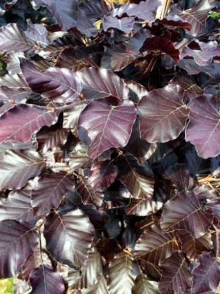 Fagus sylvatica 'Purpurea' / Blutbuche 'Hochstamm-Spalier' H:150 B:200 T:20 (Stamm 200 cm)