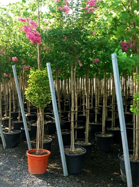 Lagerstroemia indica, Flieder des Südens, Hochstamm im Container mit rosa Blüten und grünem Laub in Baumschule