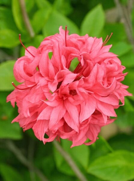 Laubabwerfende Azalee Azalea luteum 'Homebush' (Knap-Hill) mit dicht gefüllter, rosa Blütenkugel und grünen Blättern.