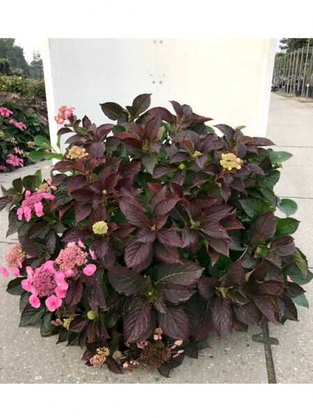 Teller-Hortensie 'Cotton Candy' / Teller-Hortensie 'Cotton Candy'