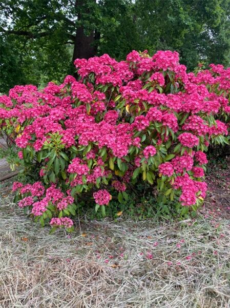 Kalmia latifolia 'Pink Charm' – Lorbeerrose 'Pink Charm' als Solitärstrauch mit pinken Blütenständen und immergrünem Laub