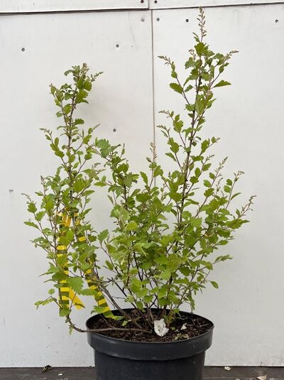 Schaumspiere / Kaskadenstrauch - Holodiscus discolor ariifolius