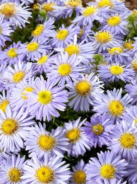 Kissen-Aster 'Lady in Blue' / Aster dumosus 'Lady in Blue'
