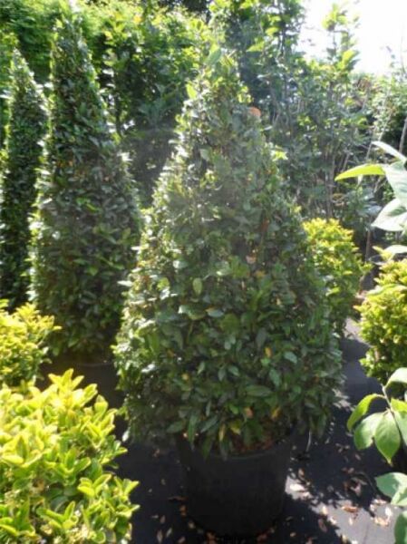 Echter Küchenlorbeer 'Pyramide' / Laurus nobilis 'Pyramide'