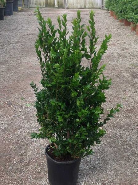 Myrtus communis (Myrte) im Topf C10, 40–60 cm, immergrüner Strauch mit dichtem, dunkelgrünem Laub