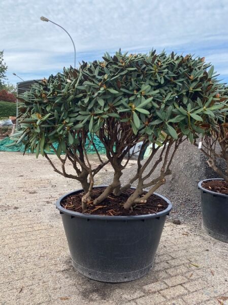 Rhododendron 'Gulliver' Schirm (Nr.1439) / Rhododendron adenogynum 'Gulliver' 150 cm breit x 115 cm hoch