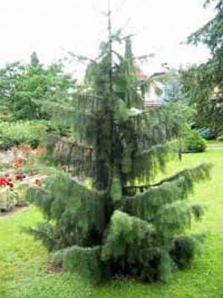Picea breweriana / Mähnen-Fichte / Siskiyou-Fichte