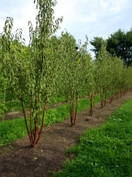 Prunus serrula (Mahagoni-Kirsche), mehrstämmig 200–250 cm, junge Bäume mit roter Rinde und schmalem Laub.