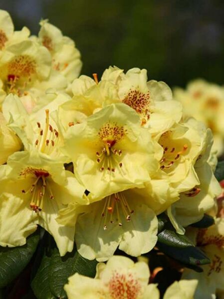Rhododendron 'Goldprinz'  / Rhododendron yakushimanum 'Goldprinz' -S-