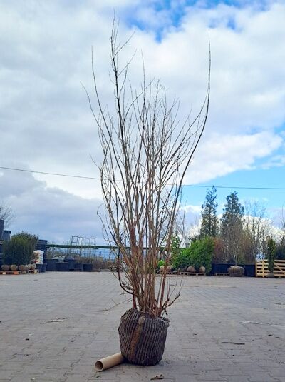 Deutzia scabra 'Plena' (Deutzie 'Plena') als Strauch 125-150 cm, mehrtriebig, mit Ballen (m. B.)