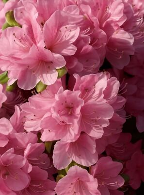 Mehrfarbig / bunt blhende Rhododendron und Azaleen gnstig kaufen
