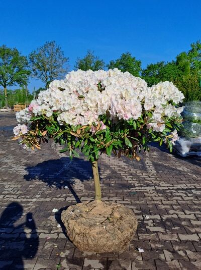 Rhododendron 'Schneekrone' auf Stamm - Rhododendron yakushimanum 'Schneekrone' auf Stamm