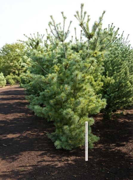 Pinus parviflora 'Glauca' / Blaue Mädchen-Kiefer, 200-250 cm m. Db., buschiger Wuchs mit blaugrünen Nadeln im Feldbestand