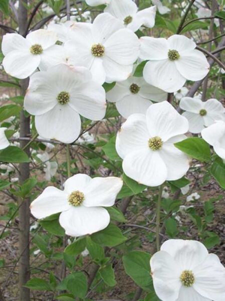 Nuttalls Blüten-Hartriegel 'Eddie's White Wonder' / Cornus nuttallii 'Eddie's White Wonder'