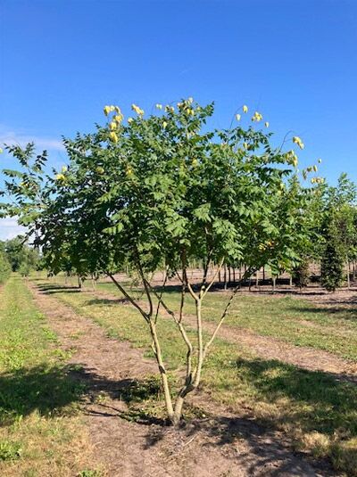 Koelreuteria paniculata (Blasenesche/Blasenbaum/Chinesischer Lackbaum) mehrstämmig mit grünem Laub und gelben Blütenrispen