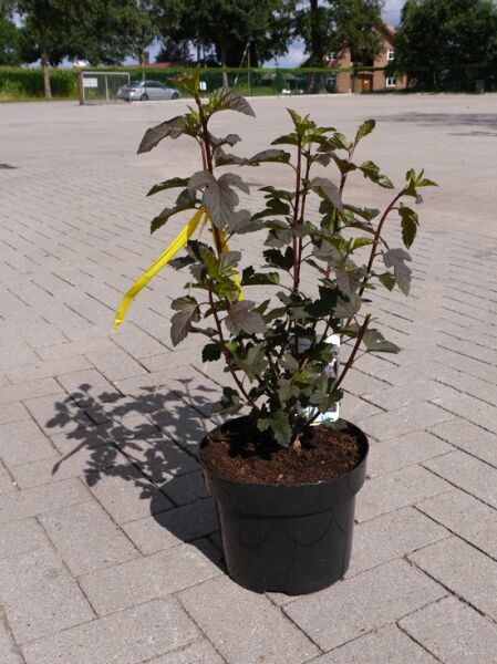 Physocarpus opulifolius 'Diabolo®' / Dunkelrote Blasenspiere 'Diabolo®' 60–80 cm C5 im Topf mit dunkelrotem Laub
