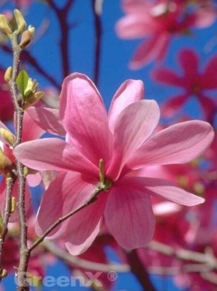 Großblumige Magnolie 'Galaxy' / Magnolia 'Galaxy'