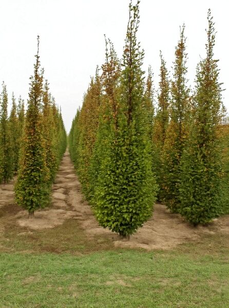 Säulen-Hainbuche (Carpinus betulus 'Fastigiata') 400–450 cm mit Durchtrieb, schlanker säulenförmiger Laubbaum in Reihe im Feld.